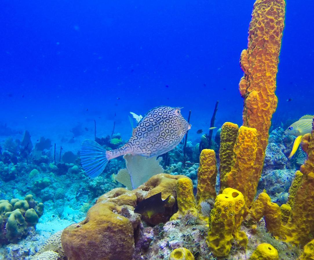 Riviera Punta Cana Eco Travelers Dış mekan fotoğraf